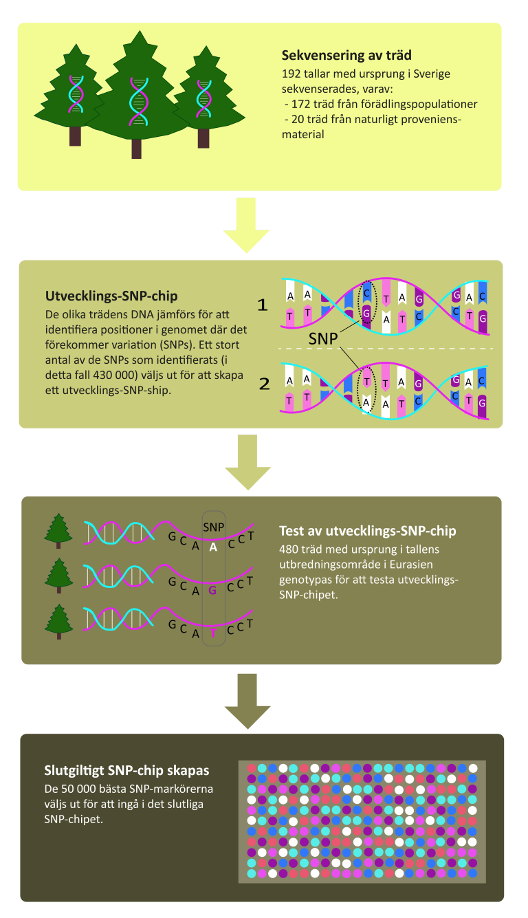 snp-chip-illustration.png